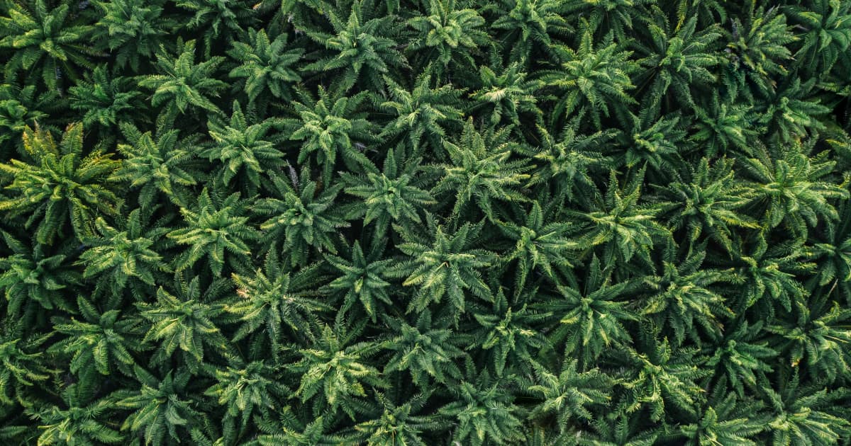 THC Therapeutics Files First 10-K, Advances National Cannabis Expansion Strategy