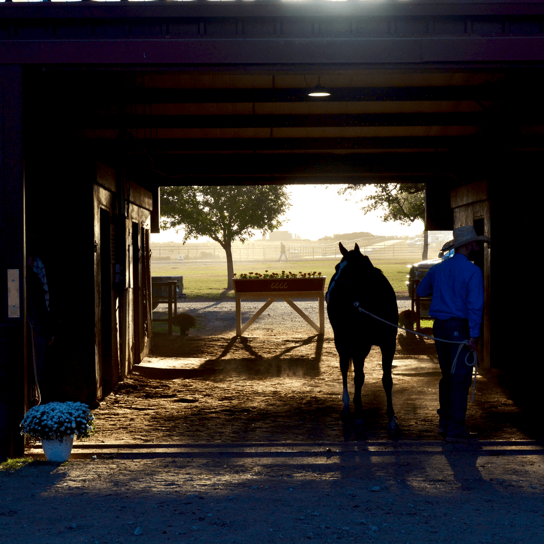 Four Sixes Ranch Details Comprehensive Sales Preparation Program for Young Horses