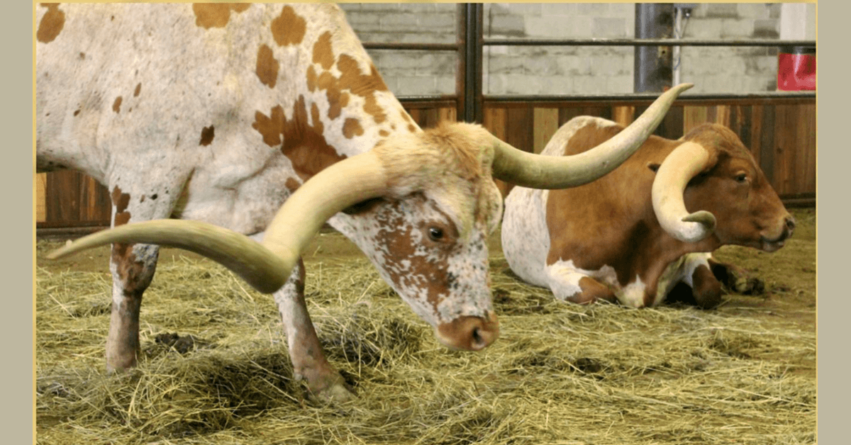 Glen Rose Celebrates Texas Heritage, Declares Oct. 5-11 as ITLA Texas Longhorn Week with Community Festivities and ITLA Championship Show